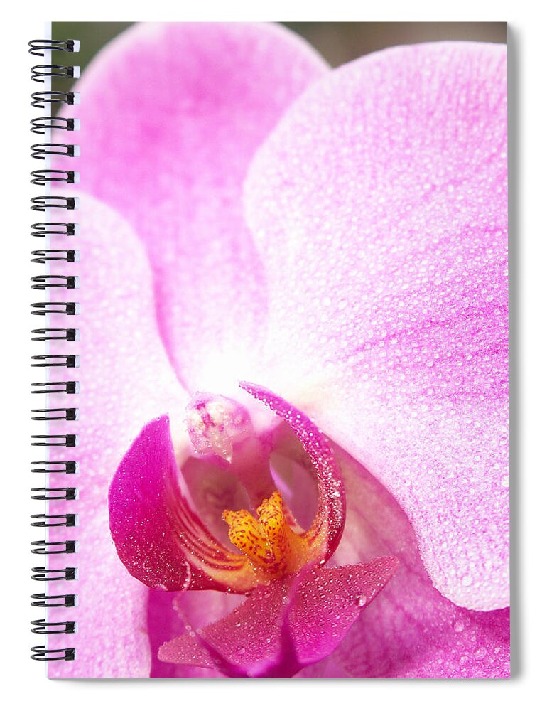 Bloom Spiral Notebook featuring the photograph Moth Orchid Phalaenopsis Sp #1 by Bonnie Sue Rauch