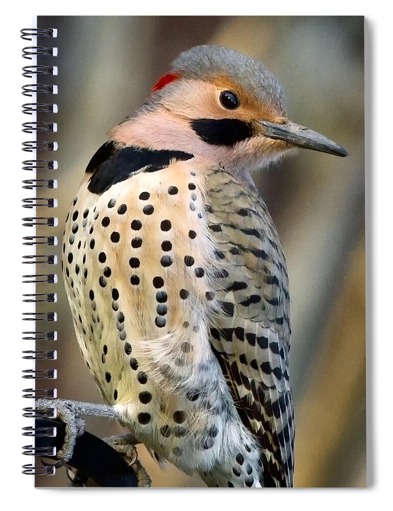 Northern Flicker Spiral Notebook featuring the photograph Northern Flicker #1 by Bill Wakeley