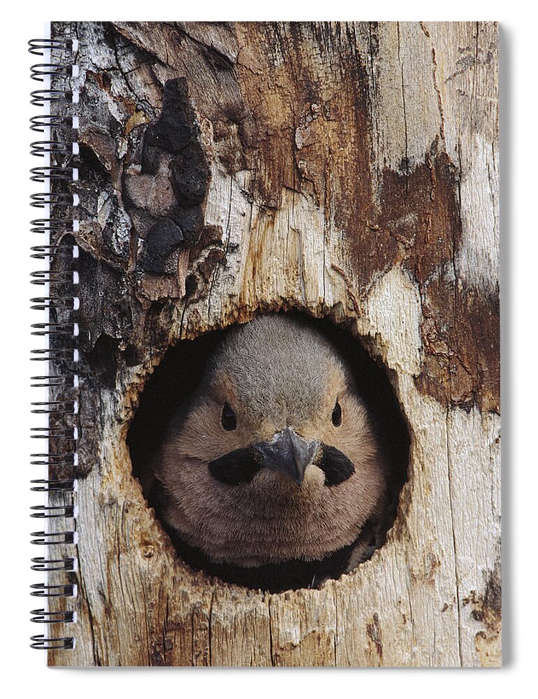 Feb0514 Spiral Notebook featuring the photograph Northern Flicker In Nest Cavity Alaska by Michael Quinton