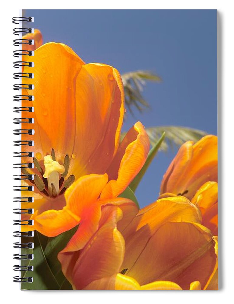 Flower Photograph Spiral Notebook featuring the photograph Transform by Michele Penn