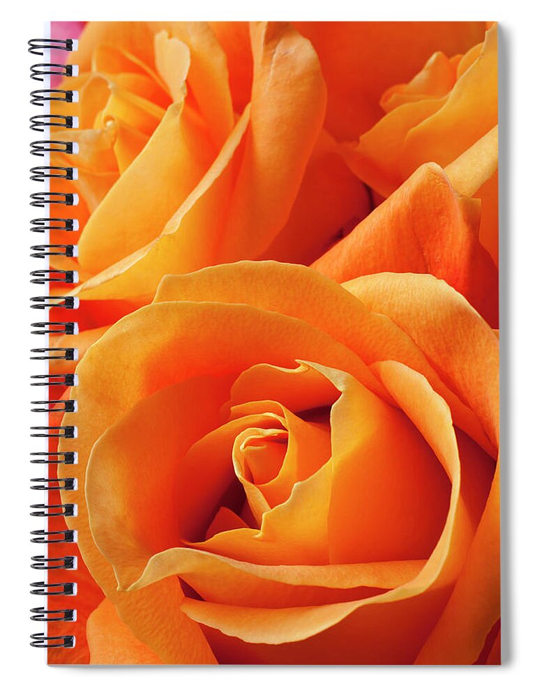 Orange Color Spiral Notebook featuring the photograph Orange Roses #1 by Garry Gay