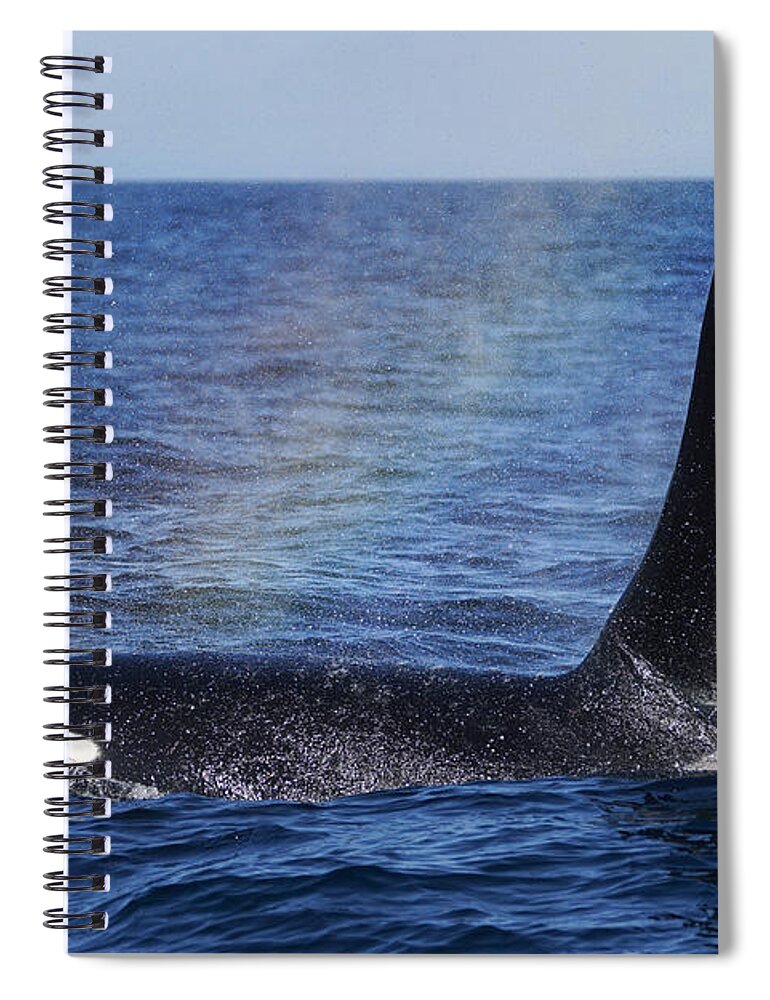 Hiroya Minakuchi Spiral Notebook featuring the photograph Orca Surfacing Hokkaido Japan #1 by Hiroya Minakuchi
