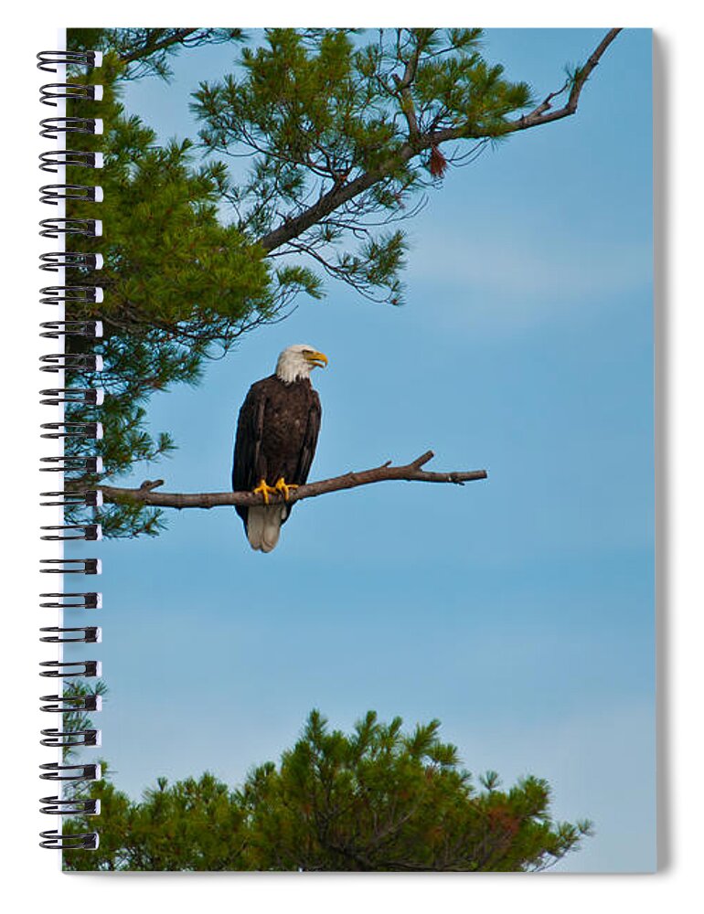 Bald Eagle Spiral Notebook featuring the photograph Out on a Limb #1 by Brenda Jacobs