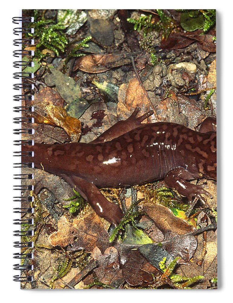 Amphibia Spiral Notebook featuring the photograph Pacific Giant Salamander #1 by Karl H. Switak