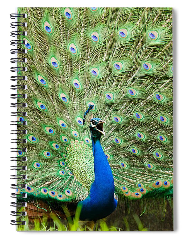 Blue Peafowl Spiral Notebook featuring the photograph Peacock #1 by SAURAVphoto Online Store