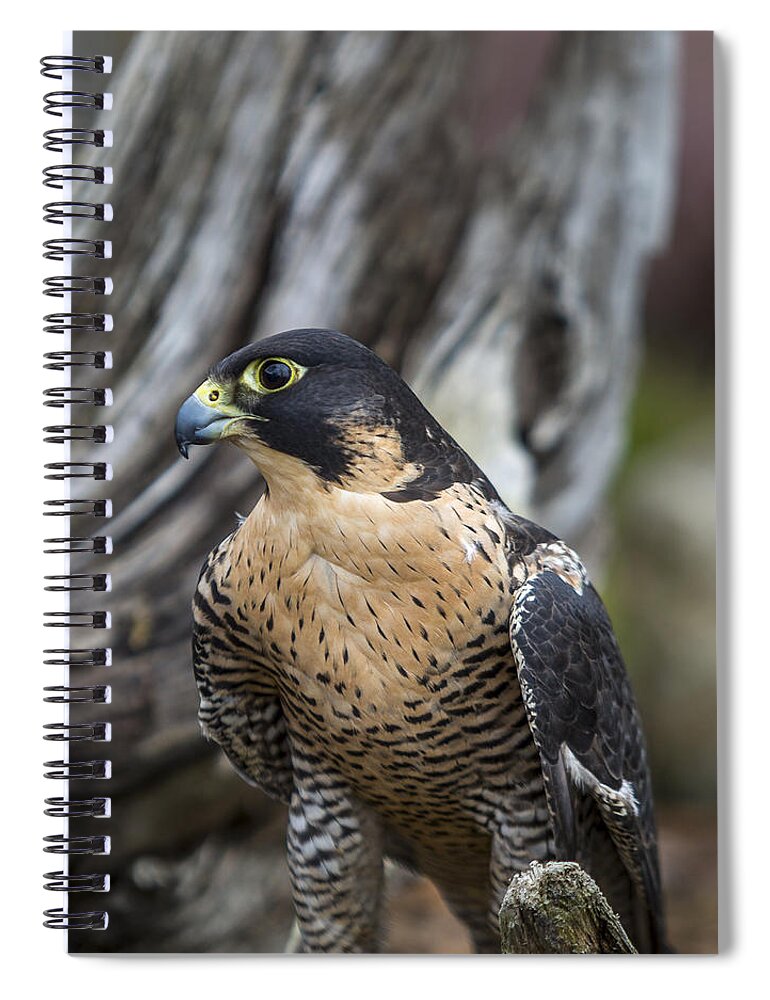 Aerial Spiral Notebook featuring the photograph Peregrine Falcon #1 by Jack R Perry