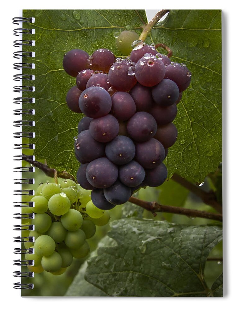 Grape Spiral Notebook featuring the photograph Pinot Noir Grapes #1 by Jean Noren