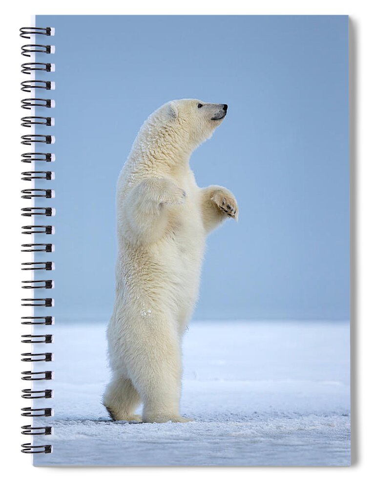 Snow Spiral Notebook featuring the photograph Polar Bear by Sylvain Cordier