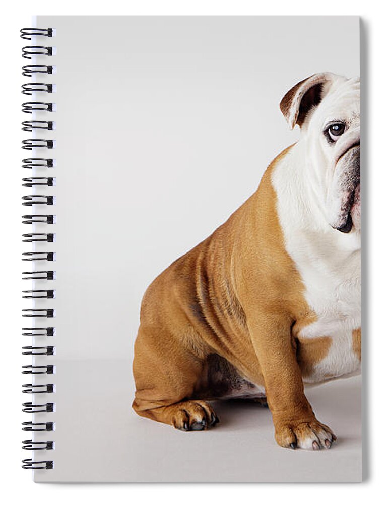 Pets Spiral Notebook featuring the photograph Portrait Of British Bulldog #1 by Compassionate Eye Foundation/david Leahy