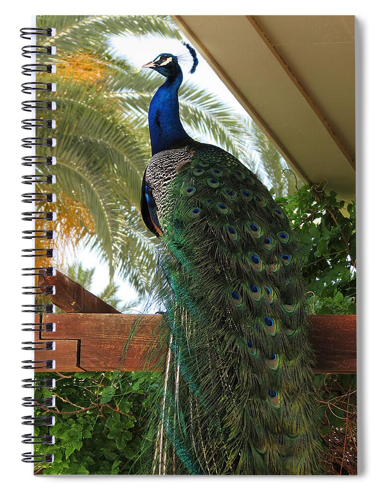 Peacock Spiral Notebook featuring the photograph Proud Peacock #1 by Laurel Powell