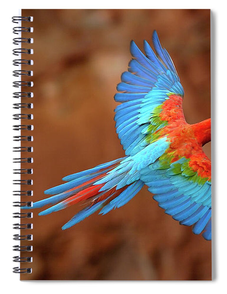 00217513 Spiral Notebook featuring the photograph Red And Green Macaw Flying #1 by Pete Oxford