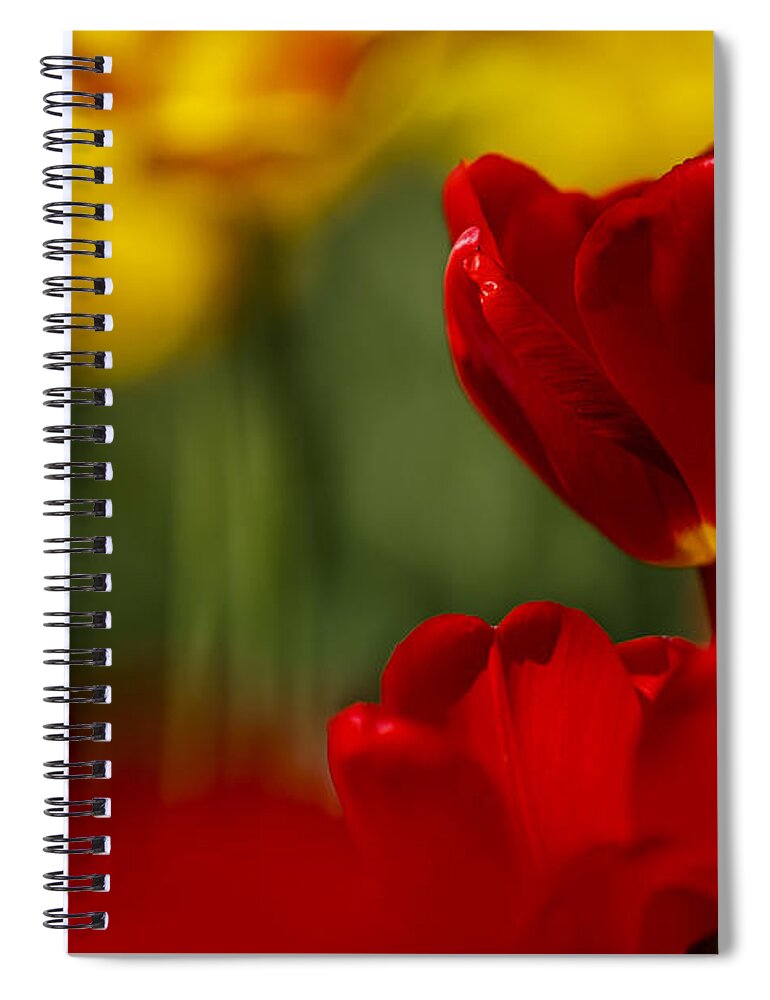 Tulip Spiral Notebook featuring the photograph Red and Yellow Tulips #1 by Nailia Schwarz