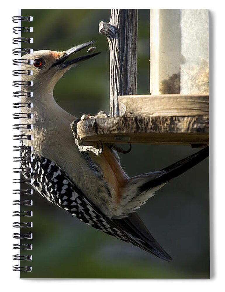 Red-bellied Woodpecker Spiral Notebook featuring the photograph Red bellied Woodpecker #3 by Meg Rousher