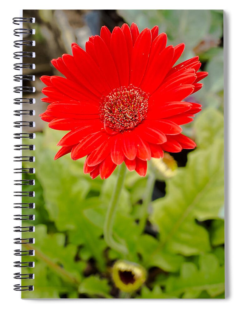 Gerbera Daisy Spiral Notebook featuring the photograph Red Daisy #1 by Raul Rodriguez
