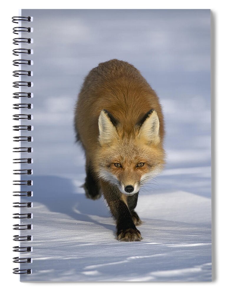 Feb0514 Spiral Notebook featuring the photograph Red Fox Walking In Snow Alaska #1 by Michael Quinton