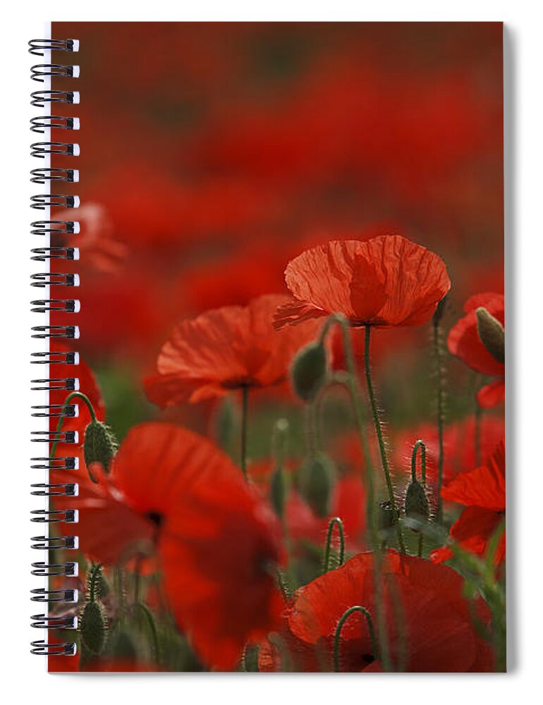 Poppy Spiral Notebook featuring the photograph Red #1 by Nailia Schwarz