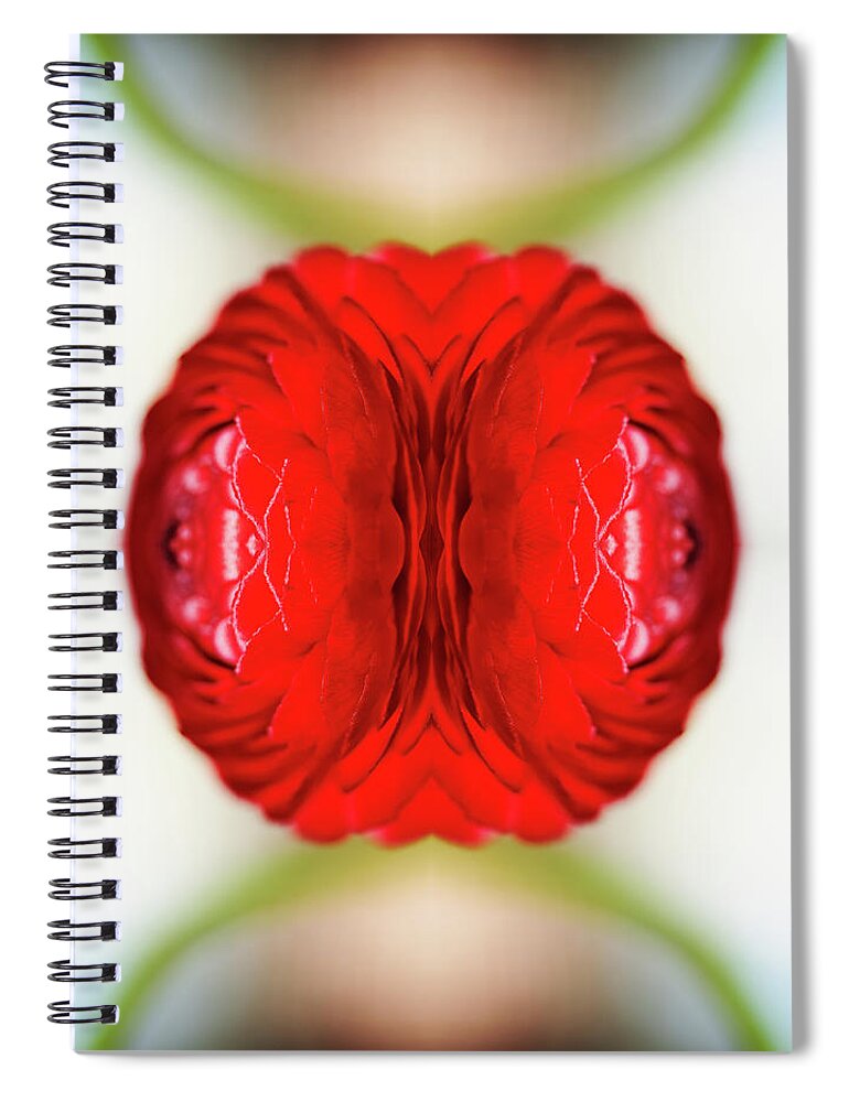 Tranquility Spiral Notebook featuring the photograph Red Ranunculus #1 by Silvia Otte