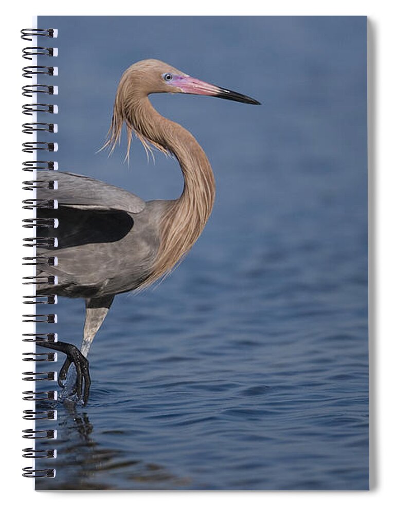 Feb0514 Spiral Notebook featuring the photograph Reddish Egret Wading Texas #1 by Tom Vezo