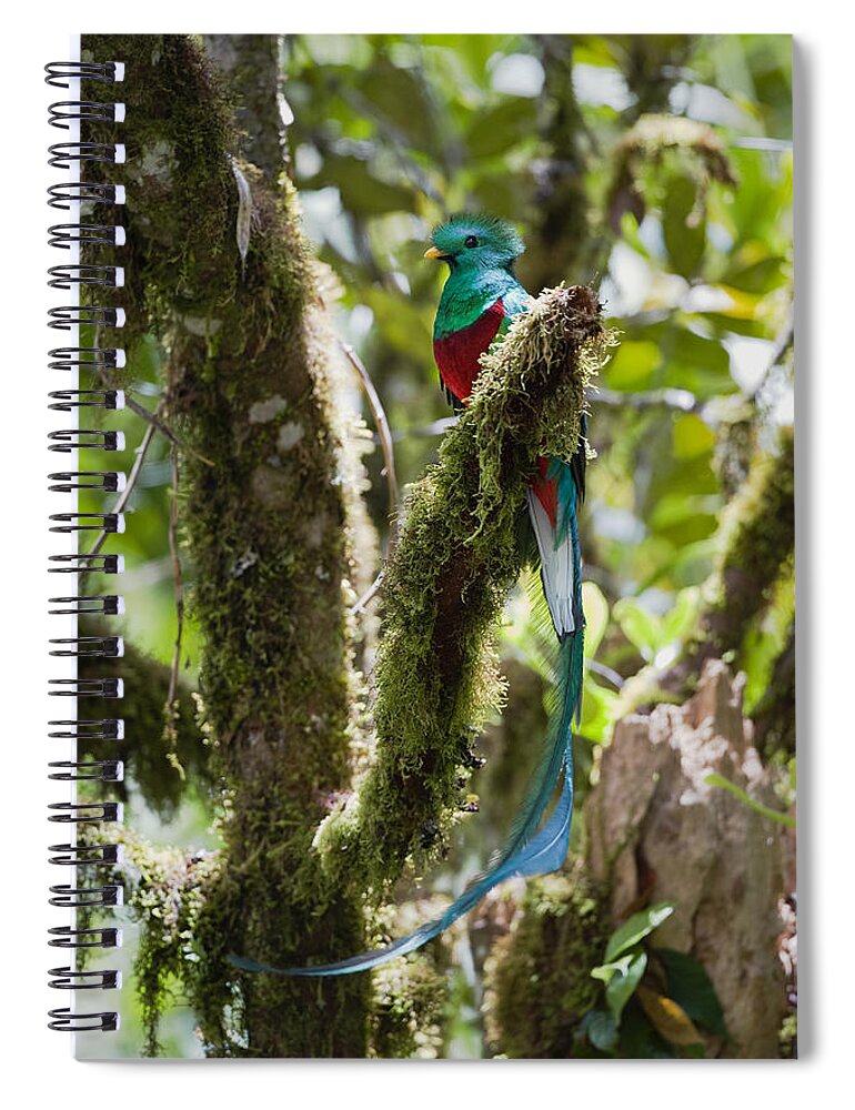 Feb0514 Spiral Notebook featuring the photograph Resplendent Quetzal Male Costa Rica #1 by Konrad Wothe