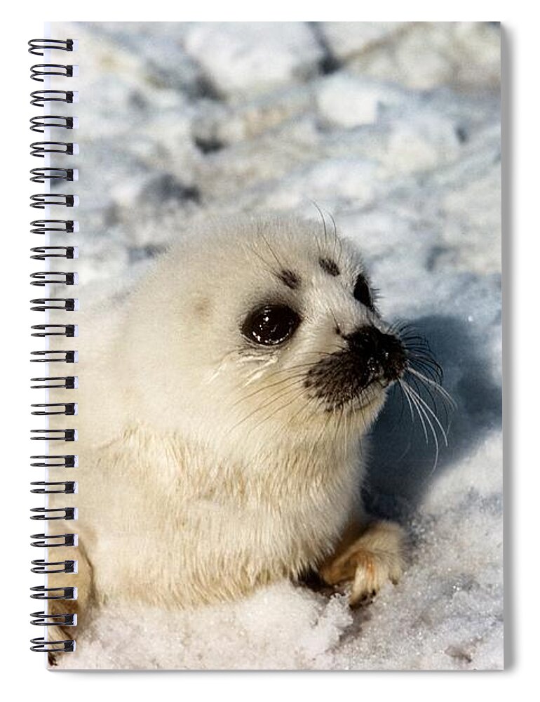 Alaska Fauna Spiral Notebook featuring the photograph Ribbon Seal Pup #1 by Carleton Ray