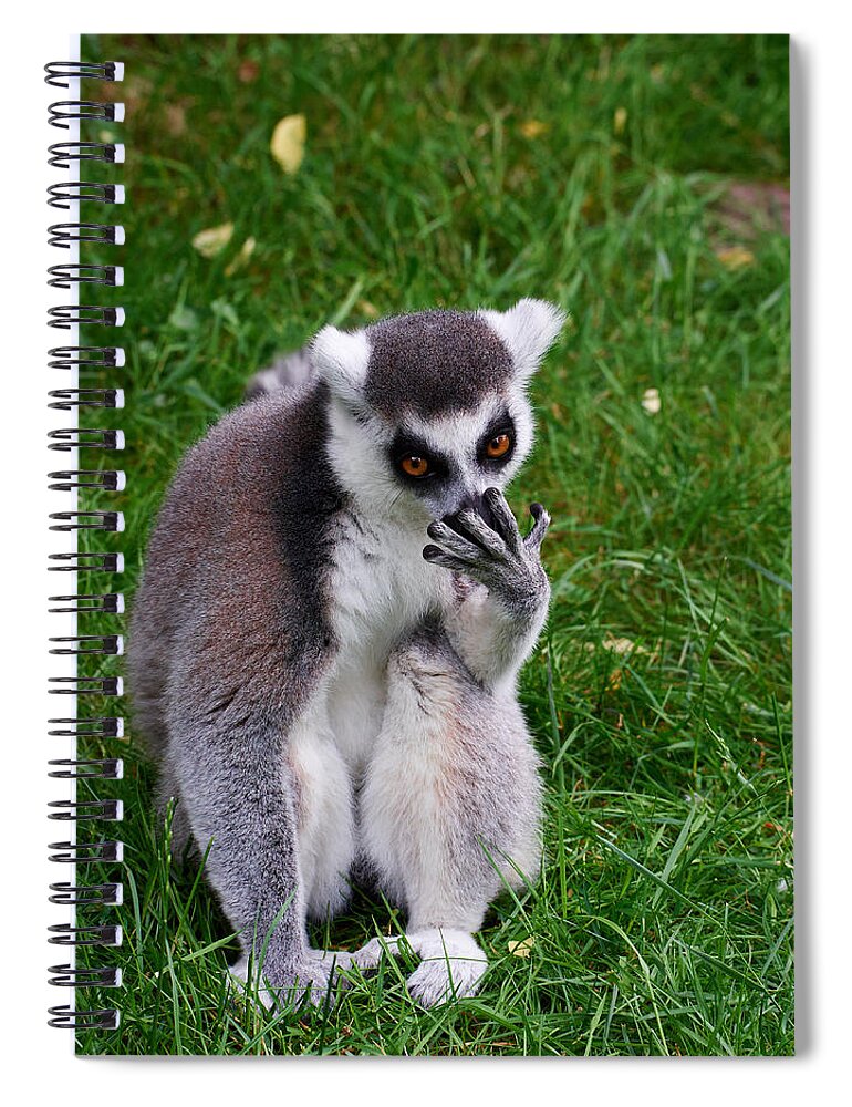 Alankomaat Spiral Notebook featuring the photograph Ring-tailed lemur #1 by Jouko Lehto