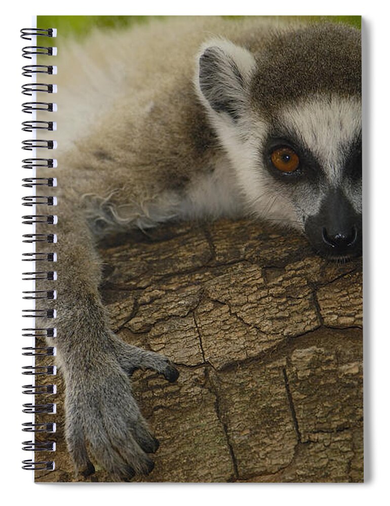 Feb0514 Spiral Notebook featuring the photograph Ring-tailed Lemur Portrait Berenty #1 by Pete Oxford