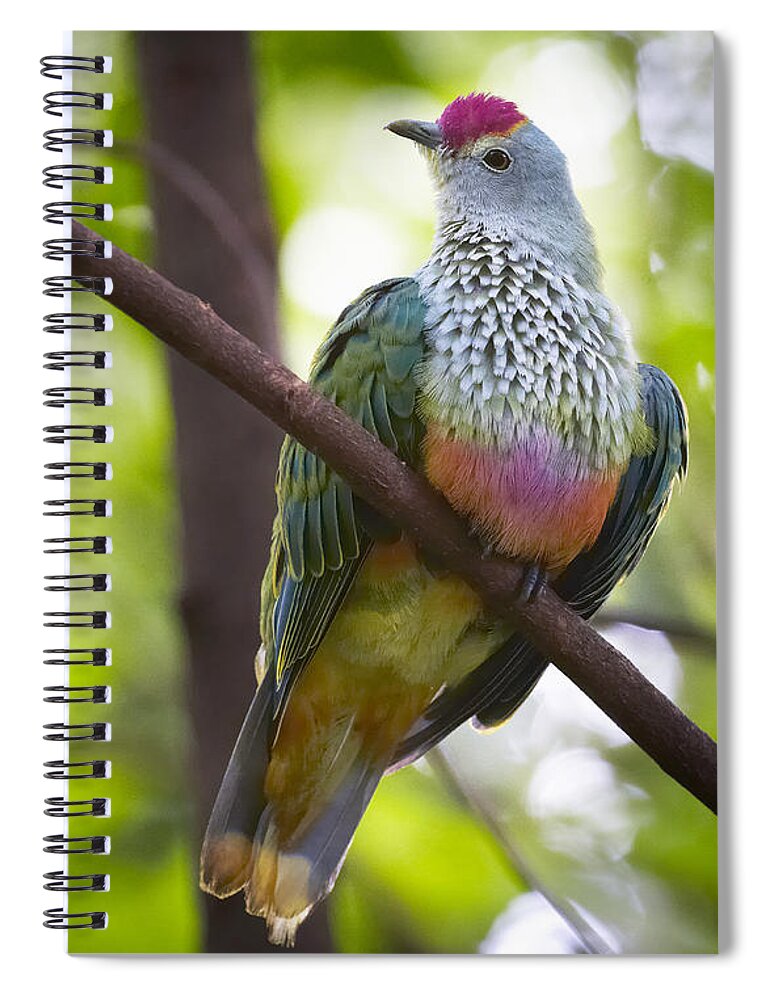 Martin Willis Spiral Notebook featuring the photograph Rose-crowned Fruit-dove Australia #1 by Martin Willis