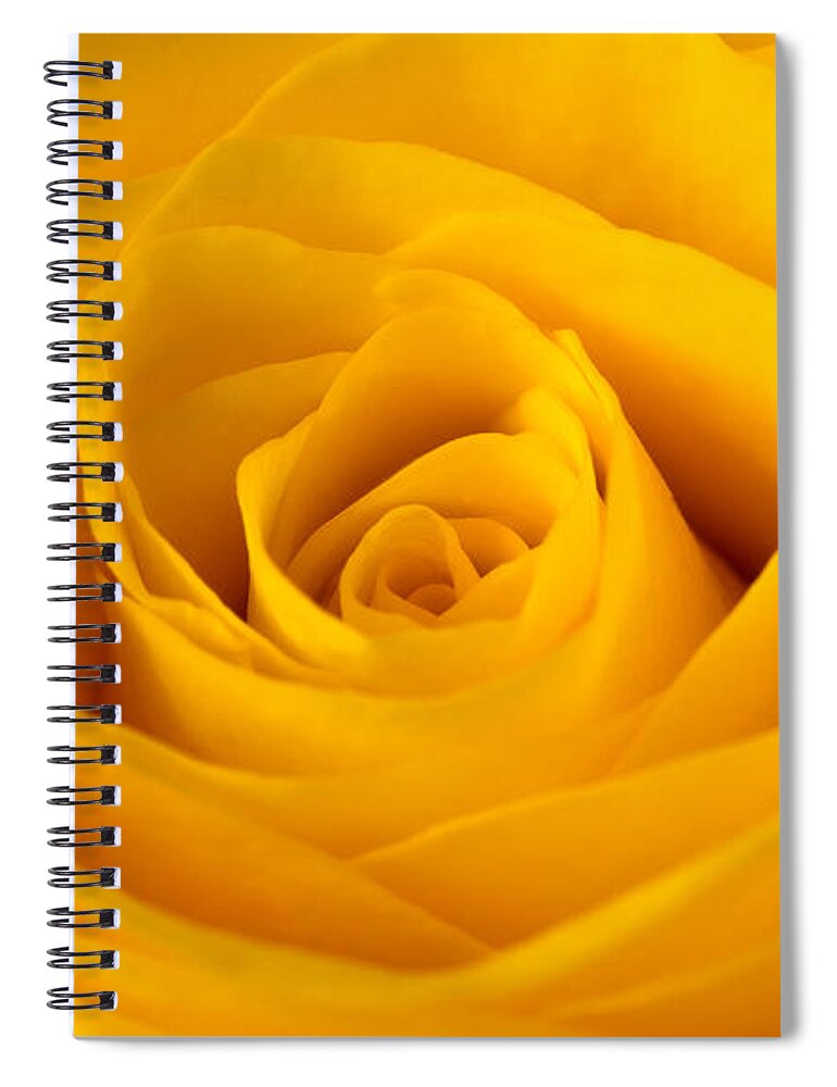 Rose Spiral Notebook featuring the photograph Rose by Scott Carruthers