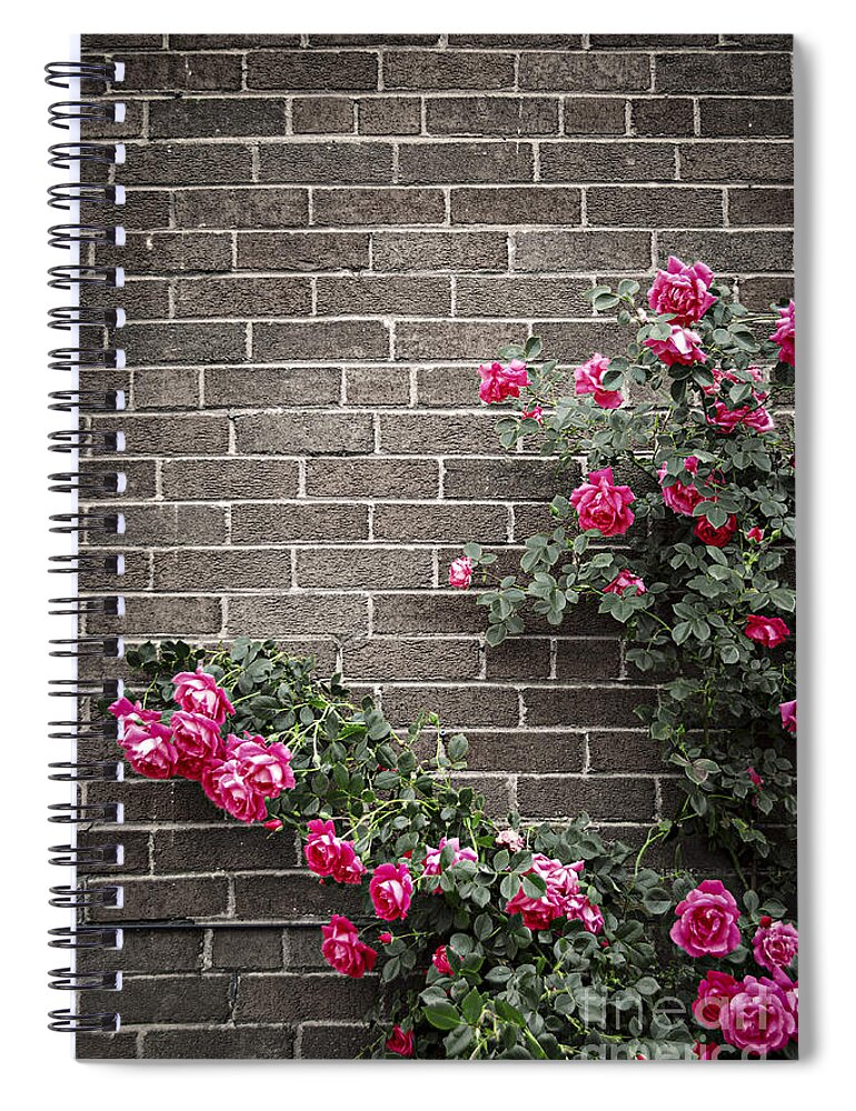 Rose Spiral Notebook featuring the photograph Roses on brick wall 3 by Elena Elisseeva