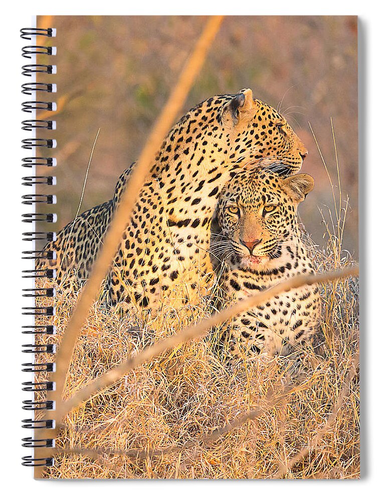 Leopard Spiral Notebook featuring the photograph Sibling Male Leopard Cubs #1 by Fred J Lord