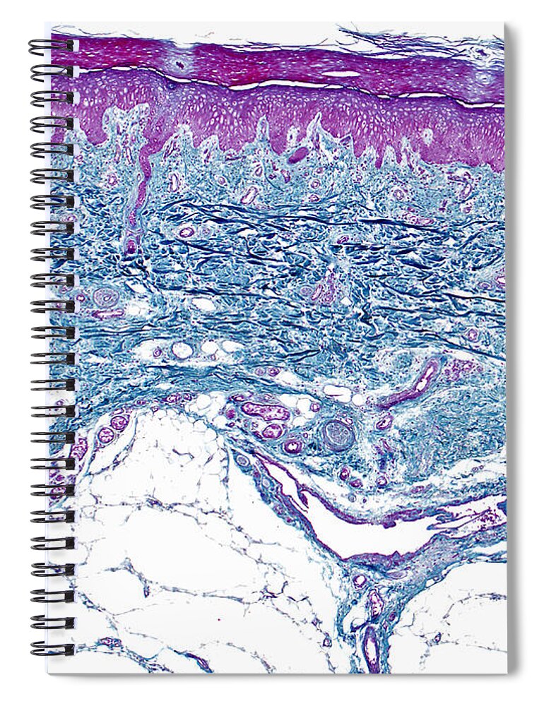 Skin Spiral Notebook featuring the photograph Skin Lm #12 by Alvin Telser