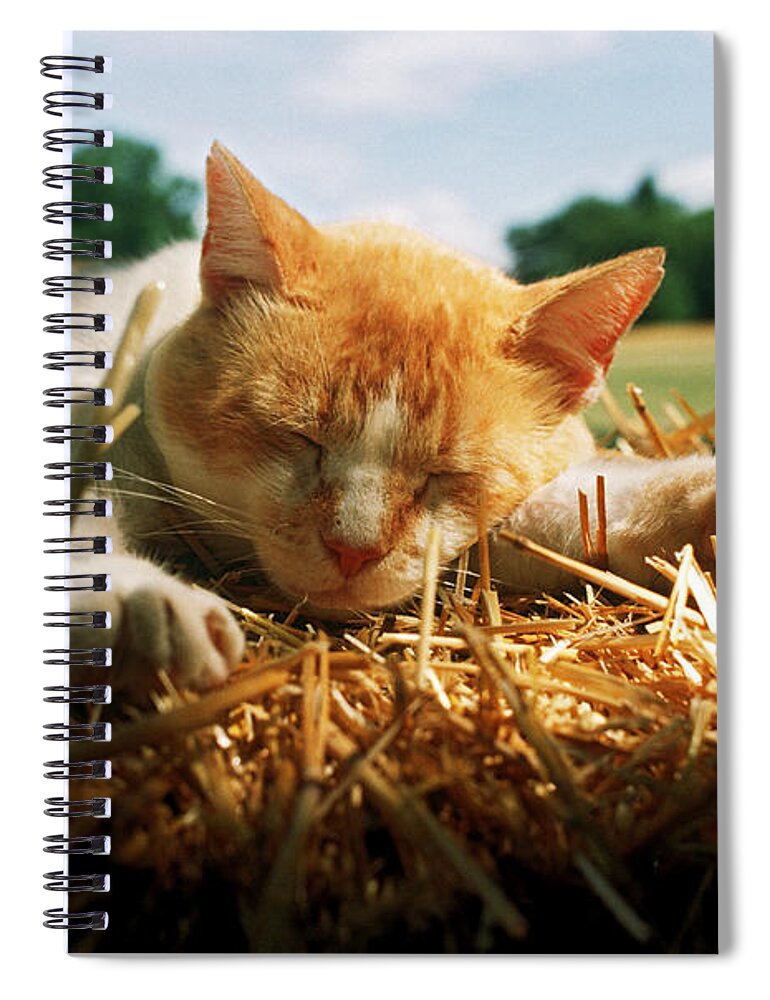 Cat Spiral Notebook featuring the photograph Sleeping Cat #1 by James L. Amos