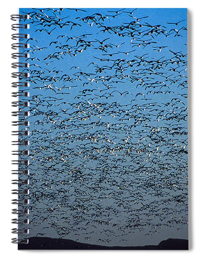 Birds Spiral Notebook featuring the photograph Snow Geese - Bosque del Apache NWR, NM by Steven Ralser