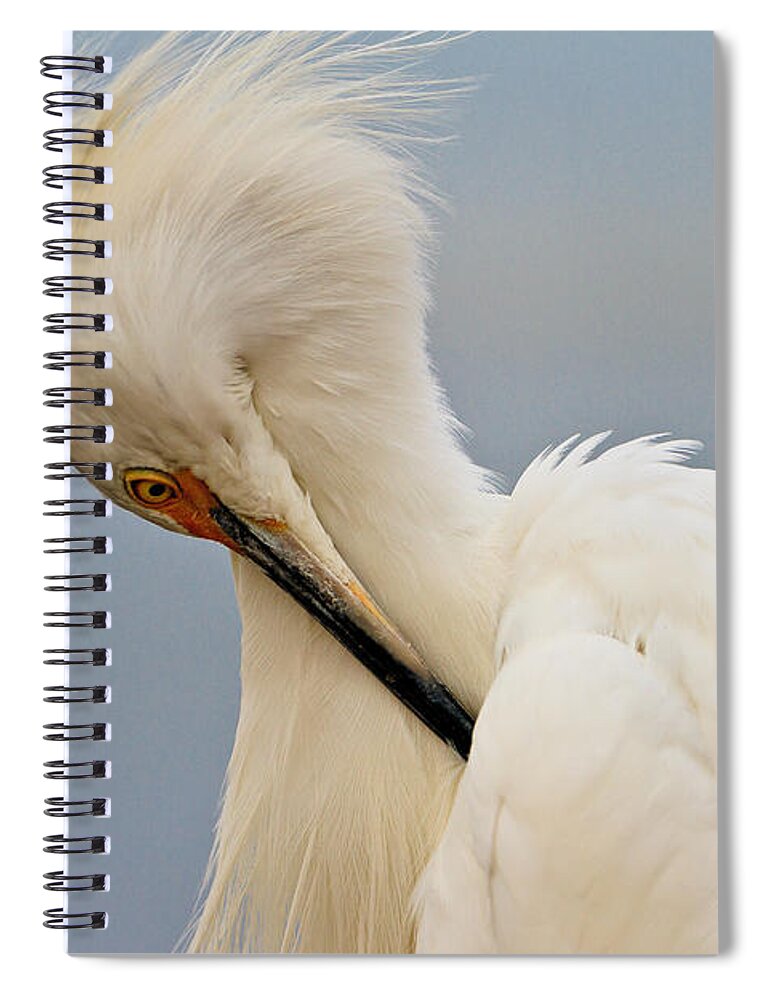 Snowy Egret Spiral Notebook featuring the photograph Snowy Egret #1 by Ben Graham