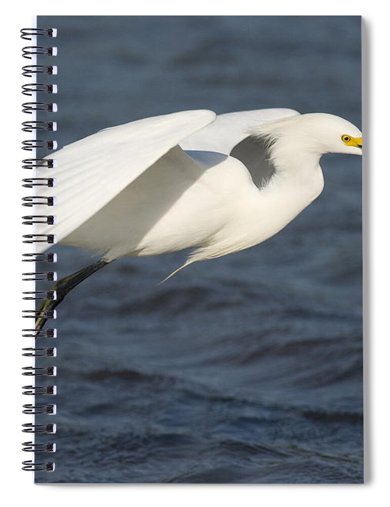535785 Spiral Notebook featuring the photograph Snowy Egret Flying #1 by Steve Gettle