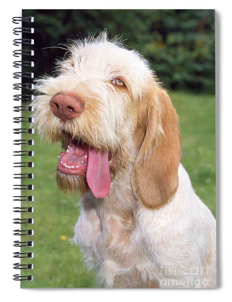 Spinone Spiral Notebook featuring the photograph Spinone Dog #1 by John Daniels