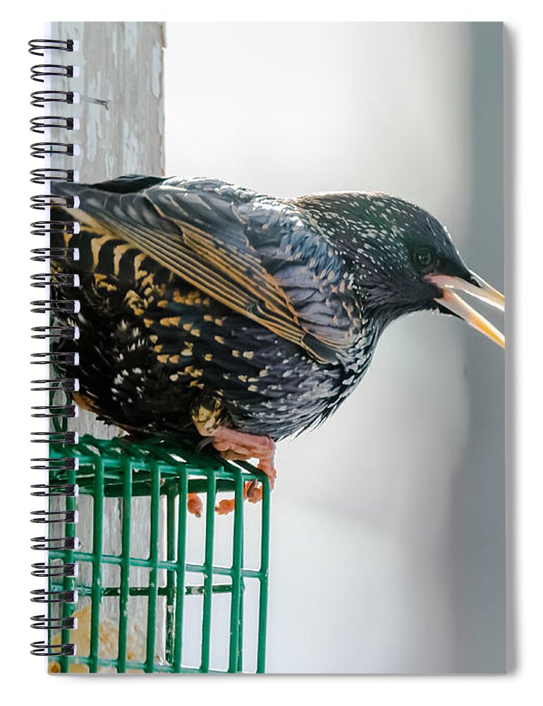 Starling Spiral Notebook featuring the photograph Starling #1 by Holden The Moment
