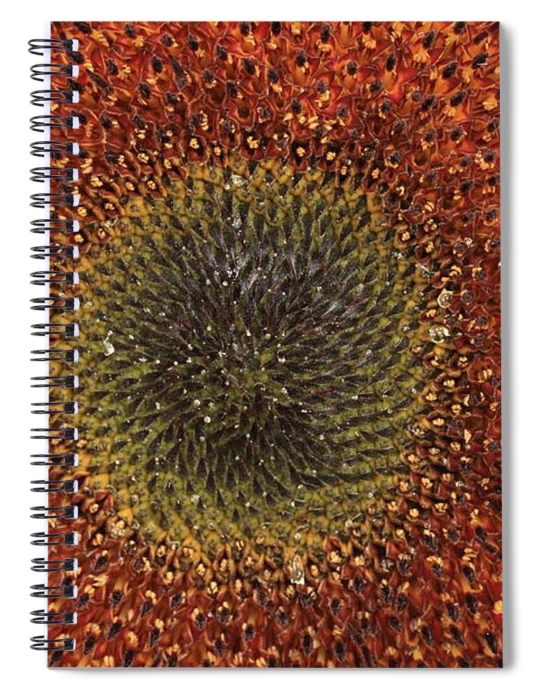 Background Spiral Notebook featuring the photograph Sunflower Seeds by Amanda Mohler