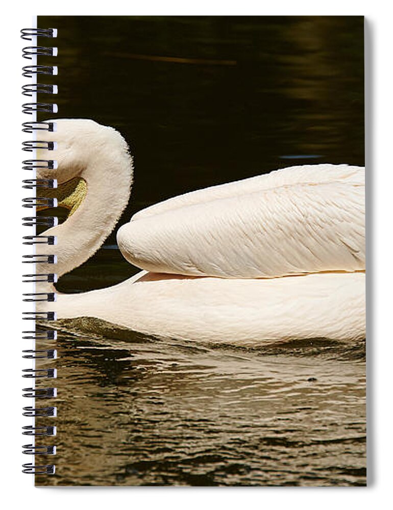 Animal Spiral Notebook featuring the photograph Swimming Pink Pelican #1 by Nick Biemans