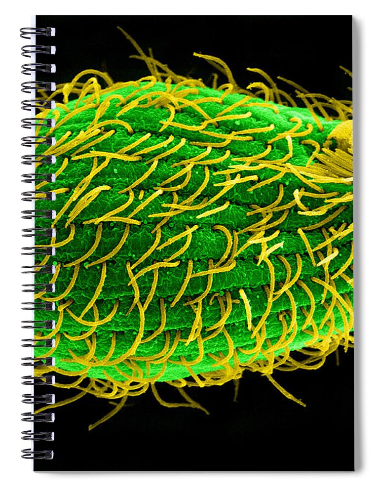 Tetrahymena Spiral Notebook featuring the photograph Tetrahymena Thermophila, Sem #1 by Aaron J. Bell