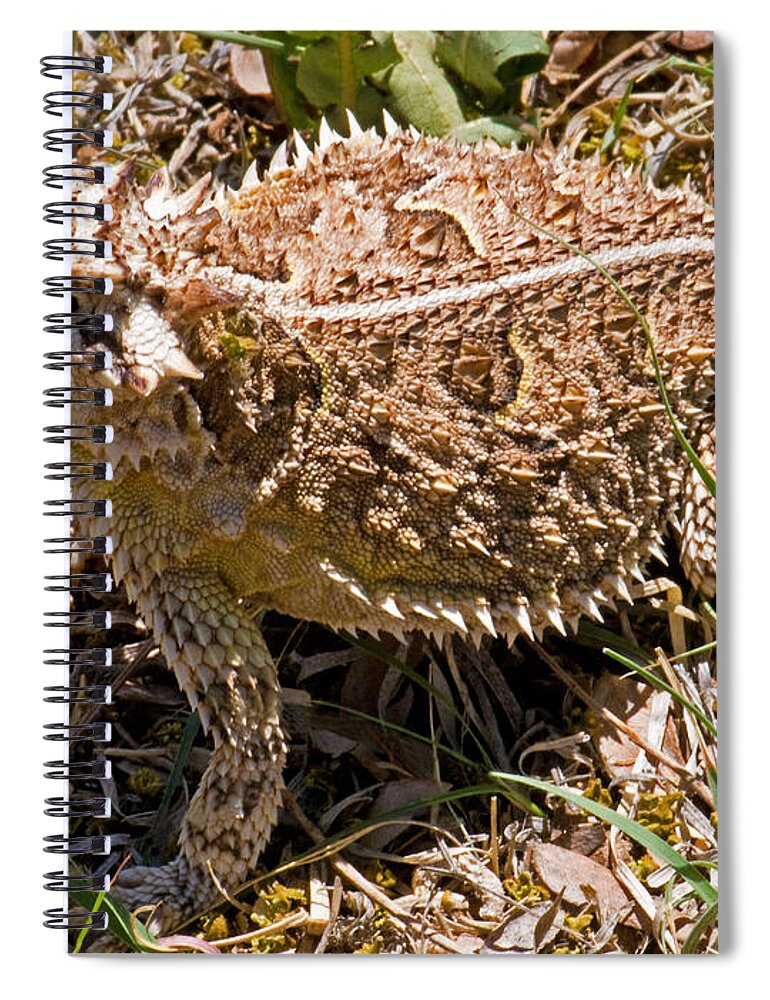 Wildlife Spiral Notebook featuring the photograph Texas Horned Lizard #1 by Millard H. Sharp