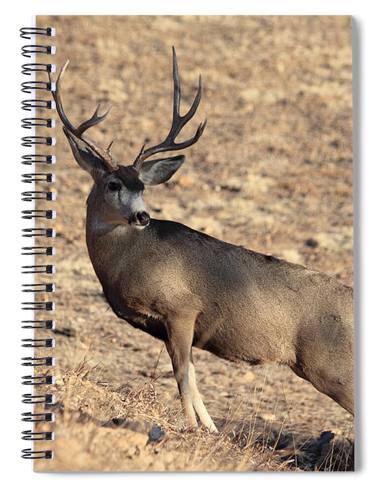 Mule Deer Spiral Notebook featuring the photograph The Climb #1 by Shane Bechler