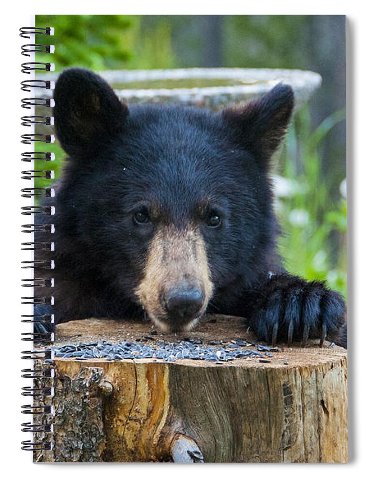 Black Bear Spiral Notebook featuring the photograph The Cub that Came for Lunch 7 #1 by Matt Swinden