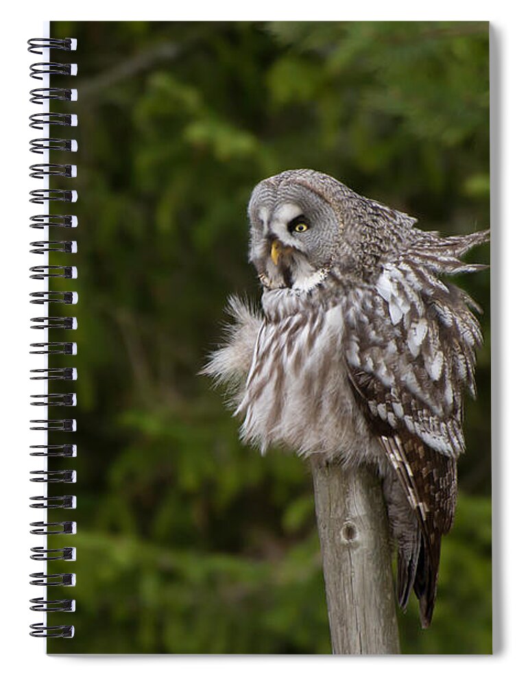 Great Gray Owl Spiral Notebook featuring the photograph The Great Grey Owl by Torbjorn Swenelius
