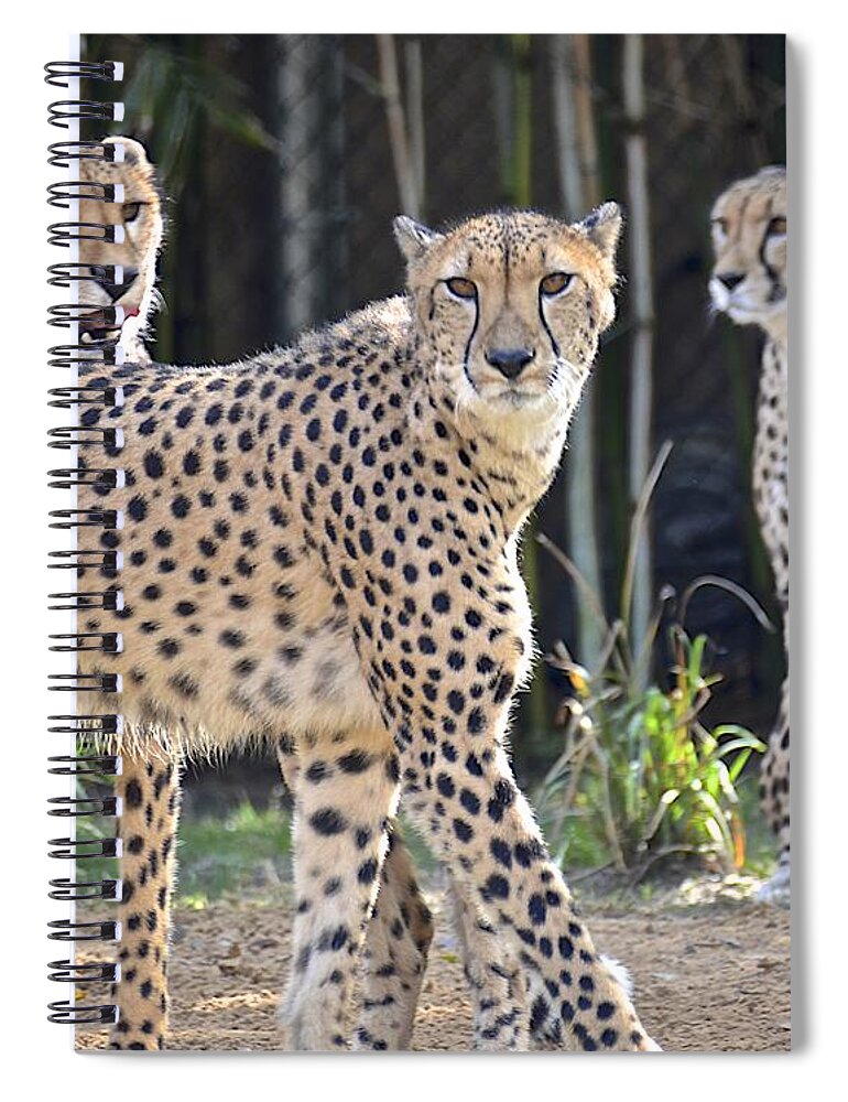Animal Spiral Notebook featuring the photograph Three of A Kind by Carol Bradley