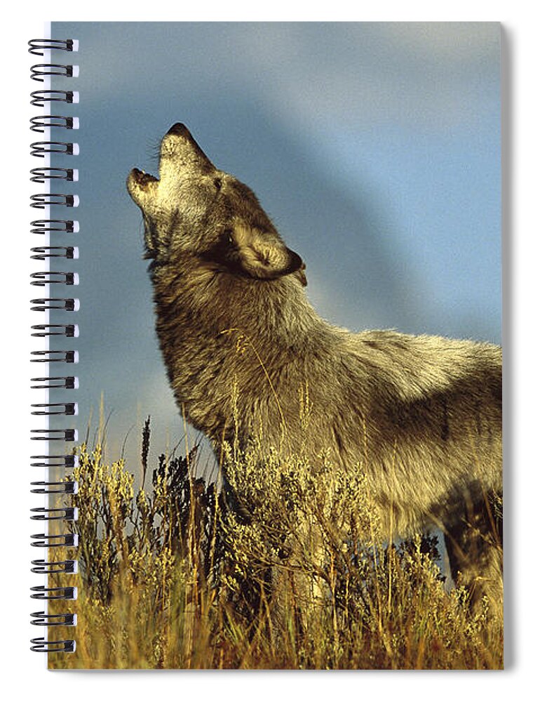 Feb0514 Spiral Notebook featuring the photograph Timber Wolf Howling Idaho #1 by Tom Vezo