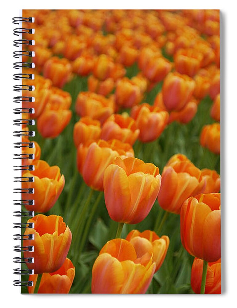 Feb0514 Spiral Notebook featuring the photograph Tulip Flower Garden Japan #1 by Hiroya Minakuchi