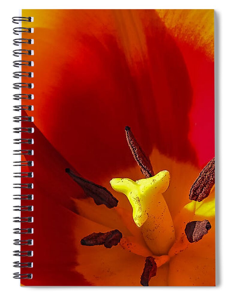 Flower Spiral Notebook featuring the photograph Tulip #1 by Robert Mitchell
