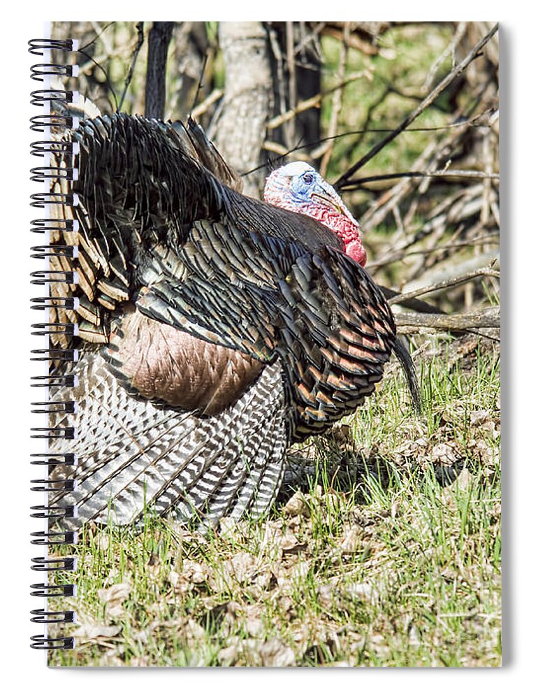 Turkey Spiral Notebook featuring the photograph Turkey Tom #1 by Gary Beeler