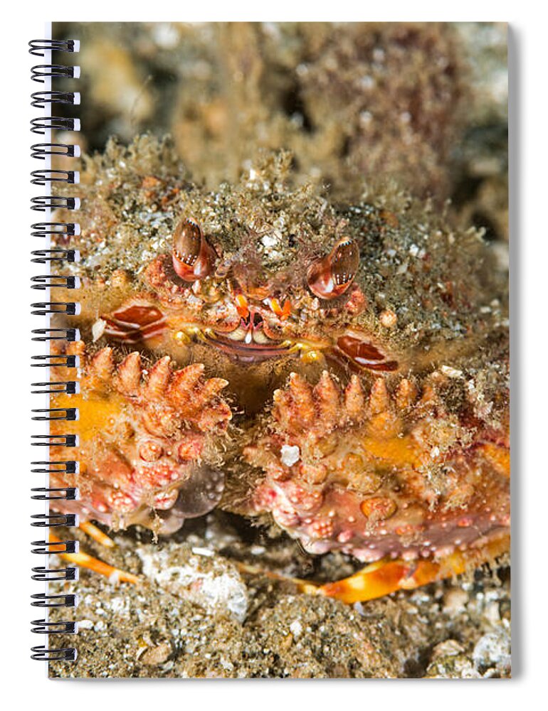 Two Horn Box Crab Spiral Notebook featuring the photograph Two Horn Box Crab #1 by Andrew J. Martinez